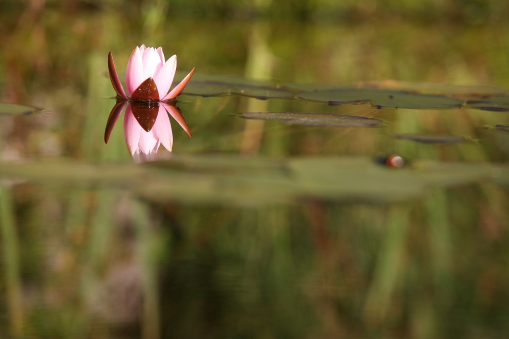 Gartengestaltung, Gartenplanung, Gartenpflege